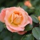 秋薔薇