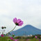 コスモスと富士山