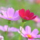 秋桜 - ⑥