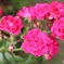 ローズガーデンの薔薇