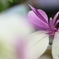園の花