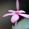 園の花