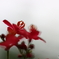 園の花