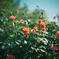 Autumn Roses