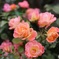 秋の薔薇園