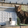 野良猫