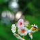 十月桜