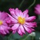 八重秋明菊