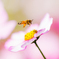 buzz buzz パシャ