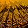 Sahara Desert