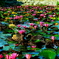 満開　睡蓮の池