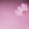 秋桜