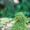 苔地蔵