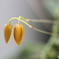 園の花
