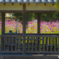 2025年 金立公園のコスモス 5