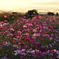 夕暮れ秋桜