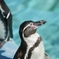 ペンギン