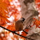 紅葉の森