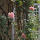 カフェの薔薇