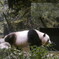 上野動物園　パンダ