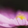 秋桜