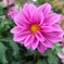 Dahlia