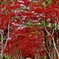 春に撮った紅葉トンネル