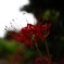 彼岸花−１