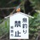 野鳥観察日記　カワセミ