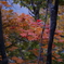 紅葉_1