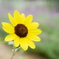 小さなひまわり