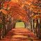 紅葉のトンネル