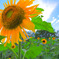 Sun Flower Field