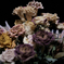 dried flowers