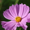 コスモス3