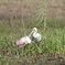 Roseate spoonbills  10-15-25
