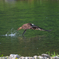 ミサゴ　狩り風景 離陸