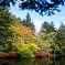 紅葉　軽井沢　雲場池
