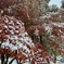 紅葉を楽しむ前に…
