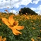 コスモス園(武庫川)