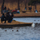 コブハクチョウ が来た冬