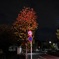 夜の紅葉