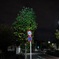 夜の緑葉