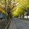 北海道大学　イチョウ並木