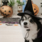 ハロウィン犬