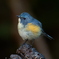 ルリビタキ１