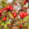 ローズヒップ