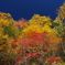 紅葉の山