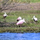 Platalea ajaja  10-15-25