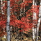 白樺と紅葉